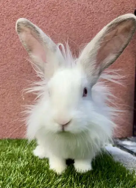 Darwin