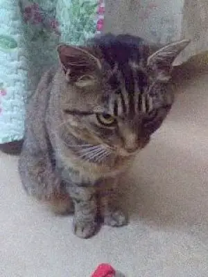 Sybil photo 4
