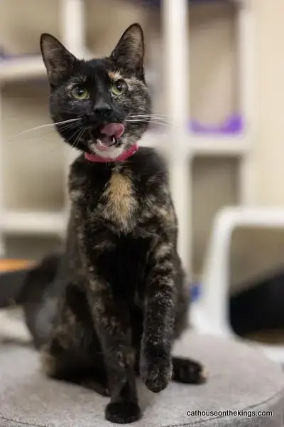 Bella The Torti photo 2