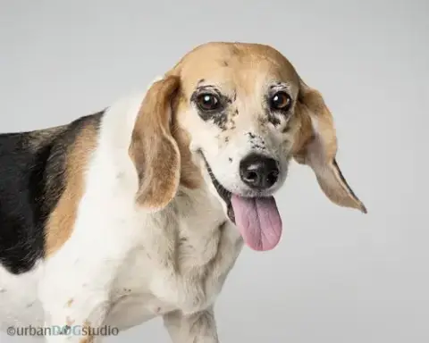 Daisy