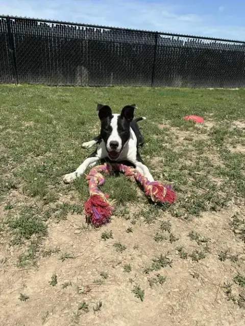 Roscoe Tippy photo 1