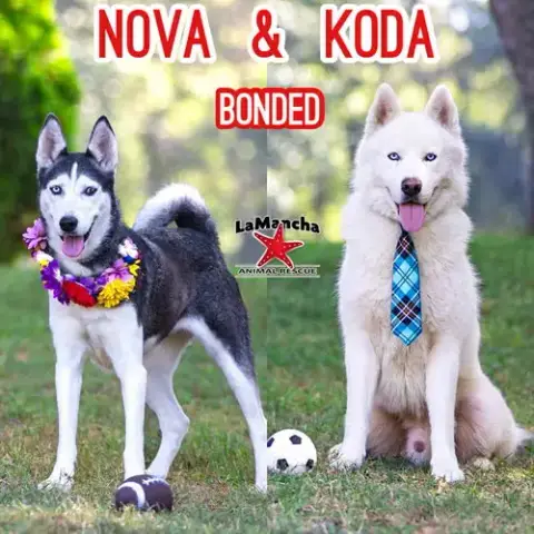 Koda Bonded With Nova photo 4
