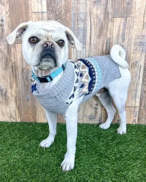 Pugsley photo 2
