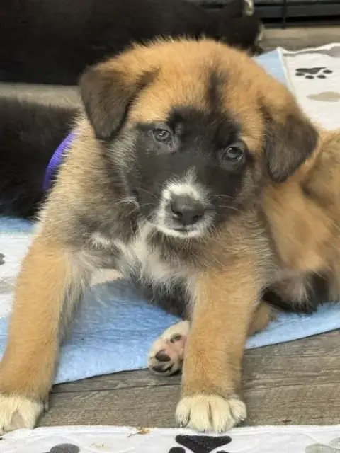 Rosie'S Puppy Clover