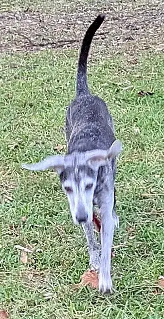 Ryder Ii photo 5