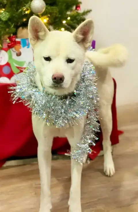 Stella photo 4