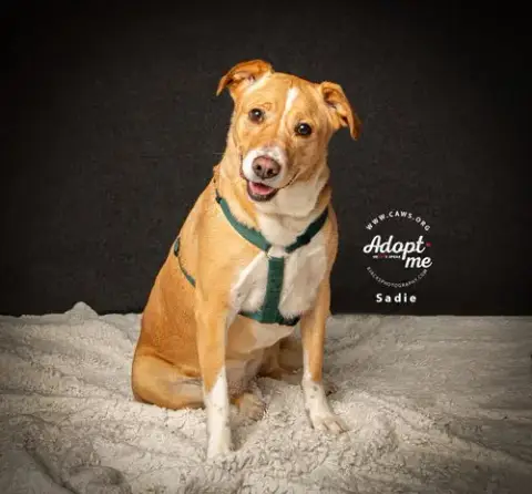 Sadie photo 2
