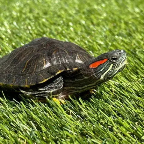 Red Eared Slider Turtles! photo 3