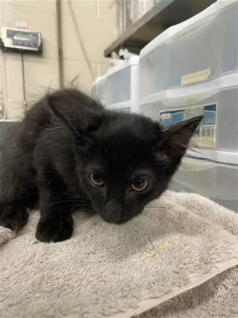 Cosmo