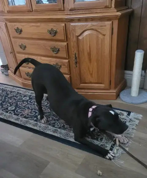 Sweet Rosie photo 3