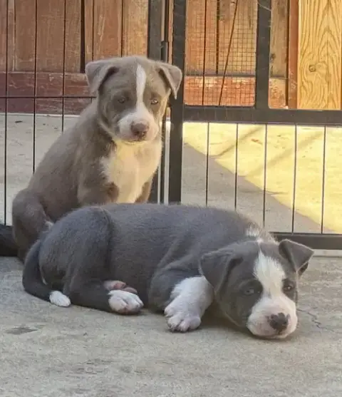 Marilynn'S Puppy Major photo 5