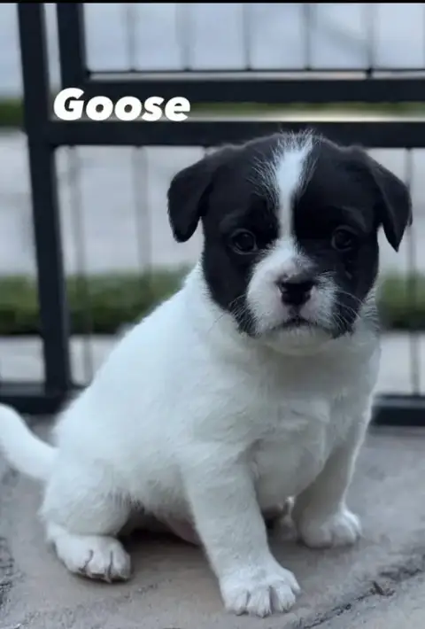 Goose