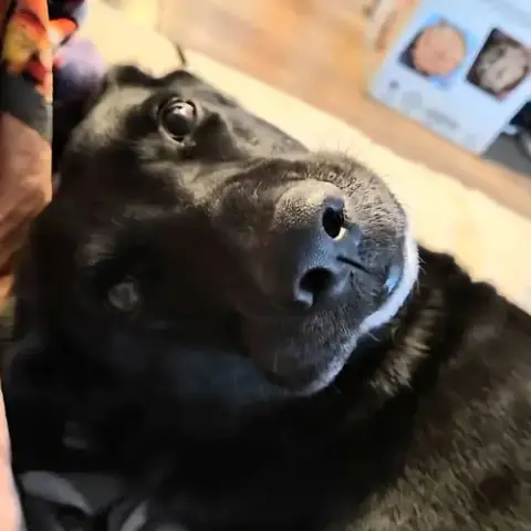 Luna Bell