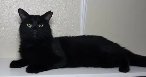 Feral Terry