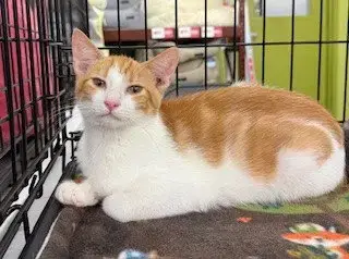 Butterscotch