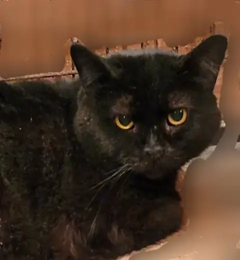Catrick