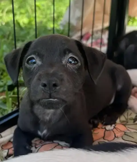 Chilli Pup -Coco photo 4