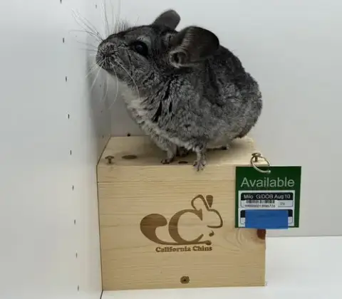 Milo photo 5