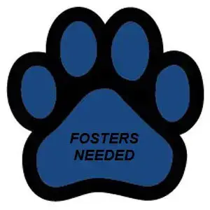 Fosters Needed!! photo 3