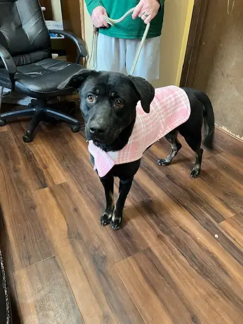 Female Black Lab photo 2