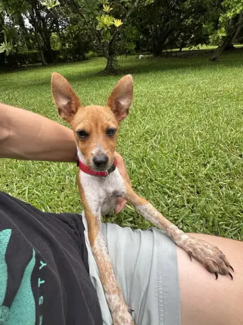 Courtesy Post: Brownie photo 3