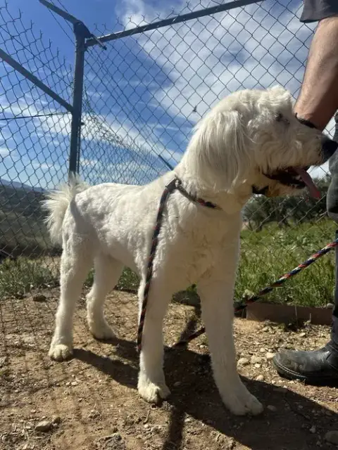 Molly photo 5