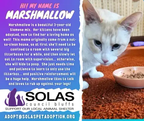 Marshmallow -- photo 2