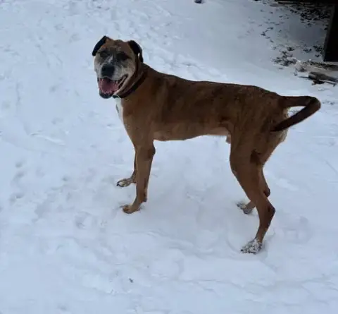 Brutus photo 5