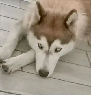 Sasha photo 4