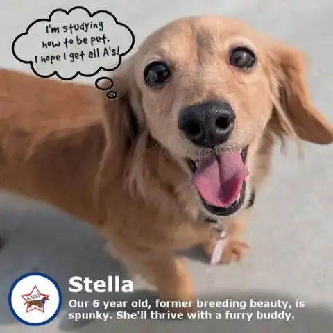 Stella In Tn photo 3