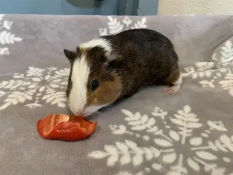 Pipsqueak