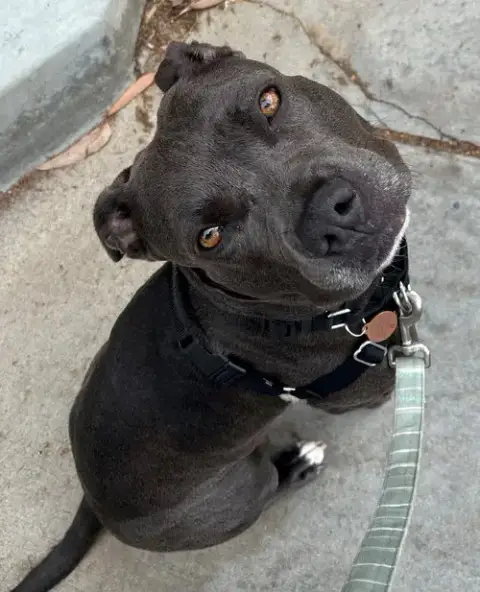 Suki **Courtesy Listing**