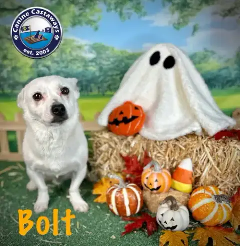 Bolt photo 2