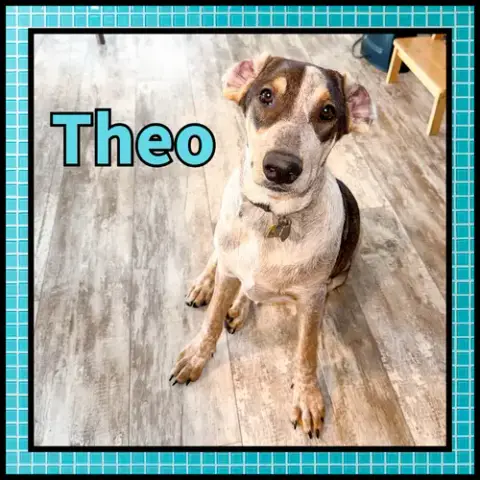 Theo Gdp photo 3