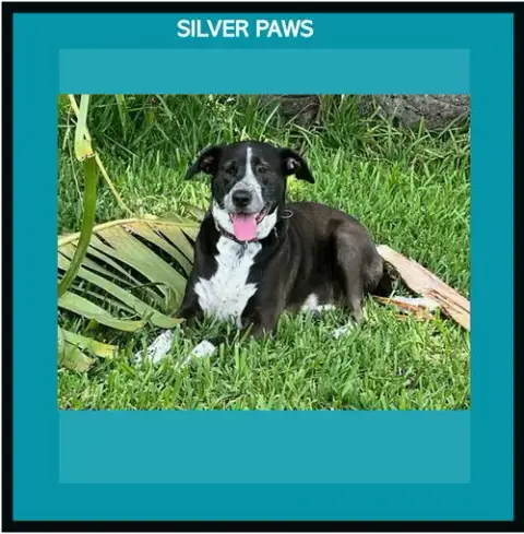 Lily Bahama Mama