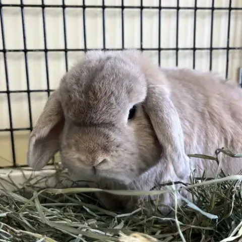 Milo