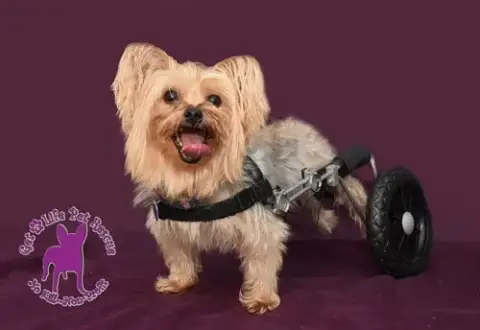 Harrison On Wheels photo 4