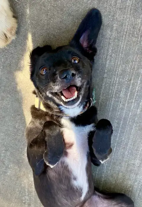 Scamp photo 5