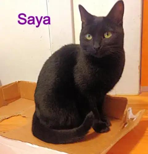 Saya photo 4