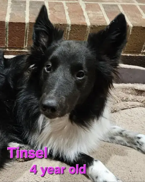Tinsel photo 2
