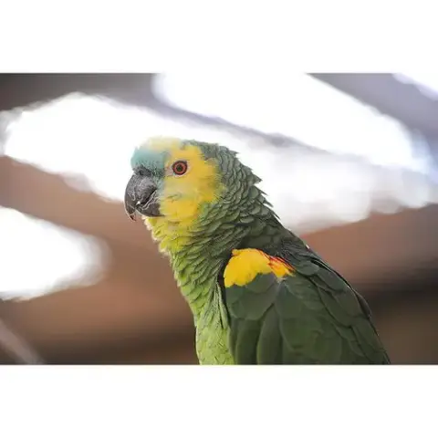 Rico photo 2