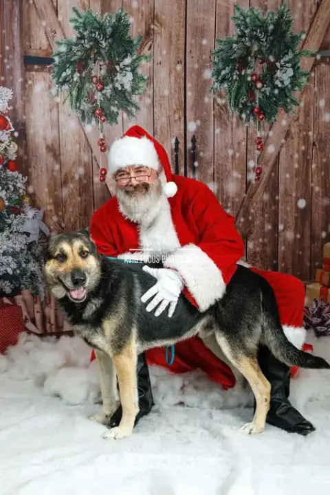 Archie $75 Adoption Fee! Diamond Dog! photo 4