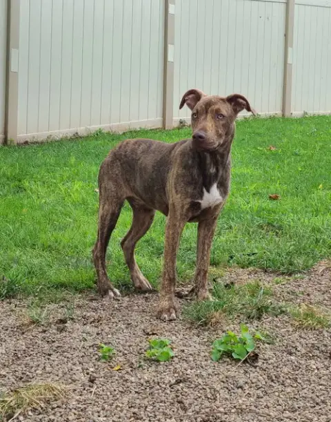 Gus