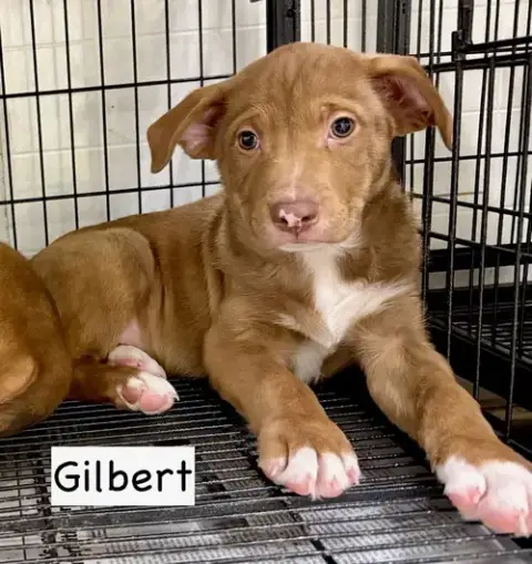 Gilbert photo 4