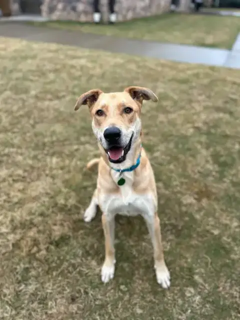 Hank photo 3