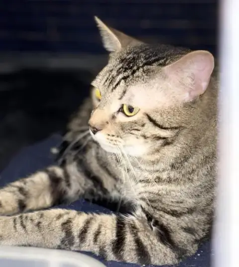 Tigger photo 5