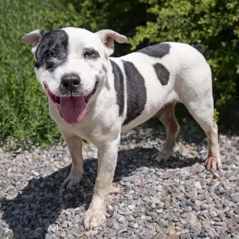 Outrageous Mr Onks ~ American Bully photo 3
