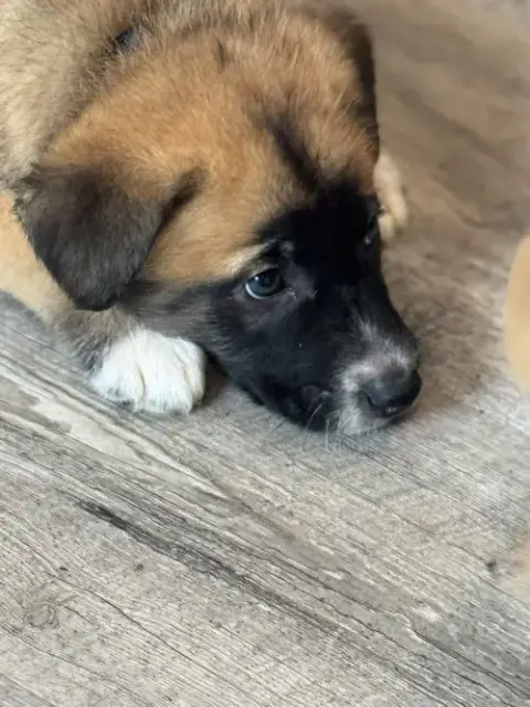 Rosie'S Puppy Clover photo 2