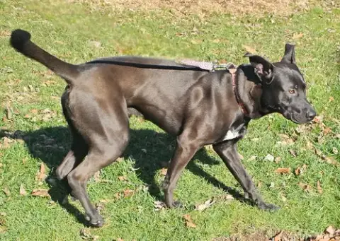 Thor photo 3