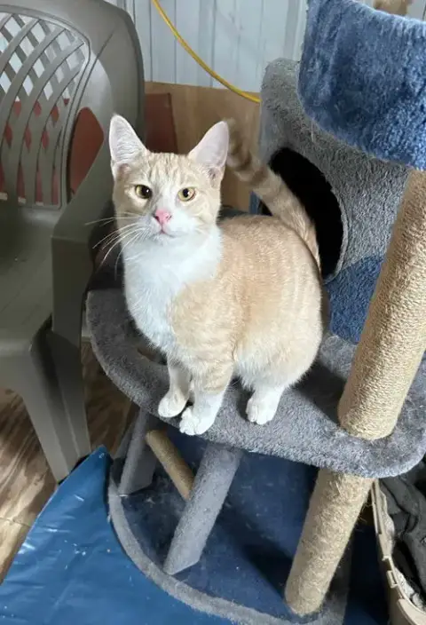 Roger Urgent